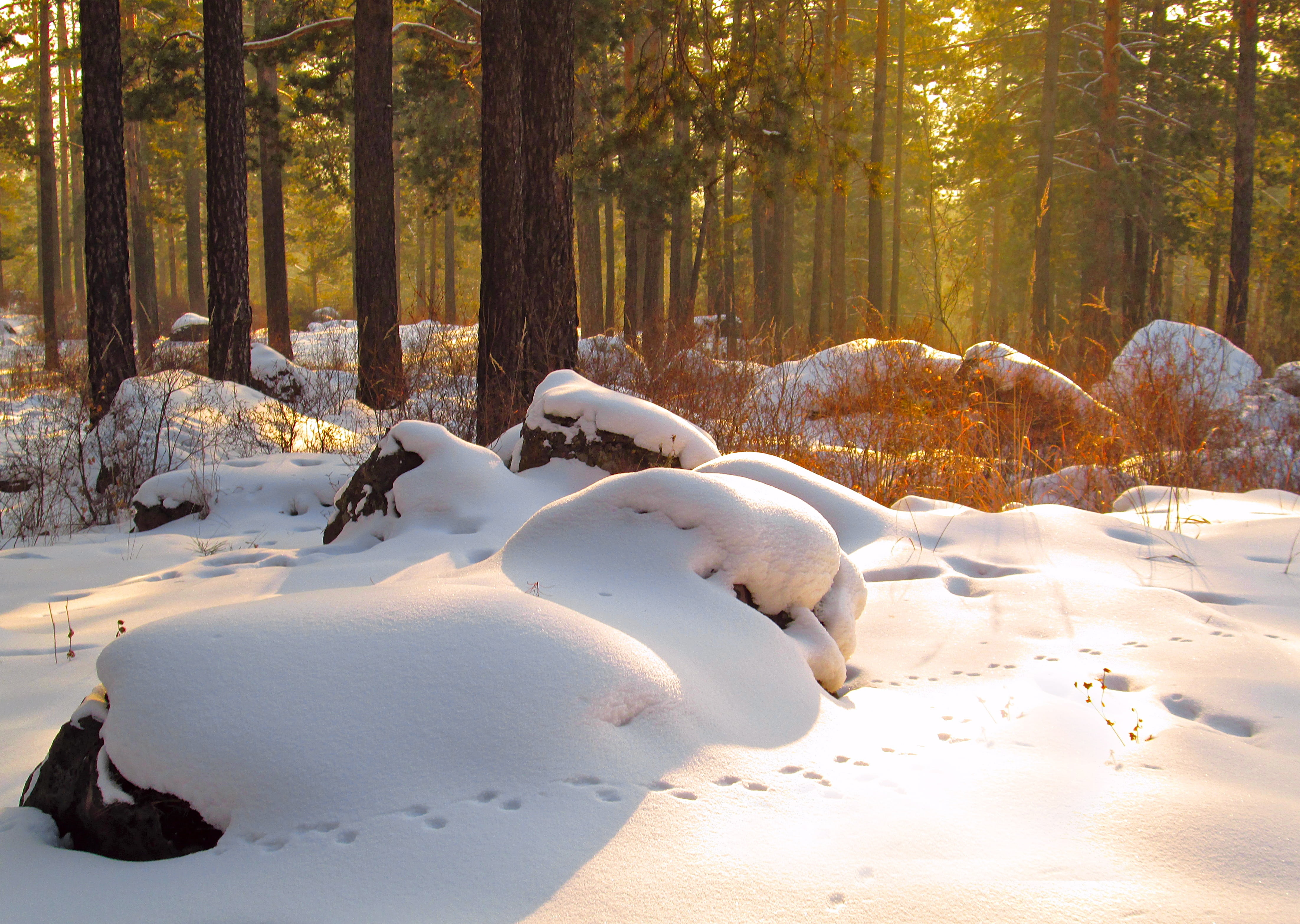 Forest Eith Rocks Snowy forest landscape with boulders and golden sunlight | Pickpik